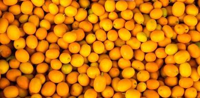 kumquats nas ilhas gregas de corfu foto