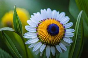 uma branco e amarelo flor com uma azul Centro. gerado por IA foto