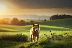 uma cachorro é caminhando dentro uma campo às pôr do sol. gerado por IA foto