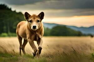 uma cachorro corrida através uma campo com uma pôr do sol dentro a fundo. gerado por IA foto