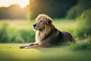 uma leão é sentado dentro a Relva às pôr do sol. gerado por IA foto