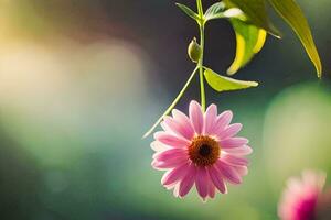 uma Rosa flor suspensão a partir de uma videira. gerado por IA foto