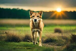 uma cachorro caminhando dentro uma campo às pôr do sol. gerado por IA foto