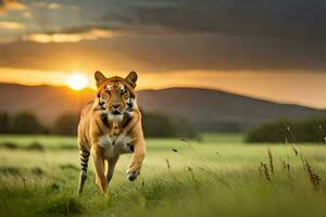 uma tigre corrida através uma campo às pôr do sol. gerado por IA foto