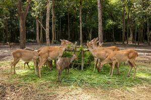 rebanho do veado comendo Relva dentro a jardim zoológico foto