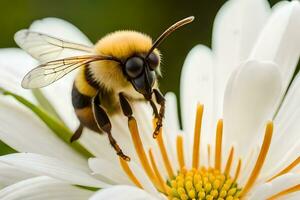 uma abelha em uma branco flor com uma Preto e amarelo corpo. gerado por IA foto