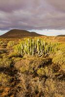 panorama com cactos foto