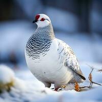 Nevado serenidade uma generativo ai Ptarmigan dentro inverno país das maravilhas foto