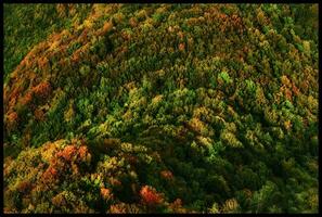 outono cores deslumbrante Visão do a floresta a partir de dente du bate-papo cume, Sabóia, França foto