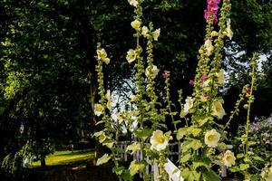 uma linha do branco e Rosa flores dentro uma jardim foto