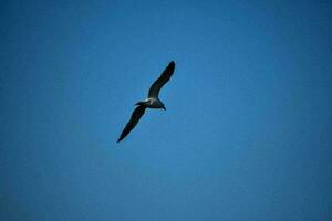 gaivota no céu foto