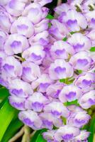 fechar-se roxa orquídea monte, dentro a verde floresta foto