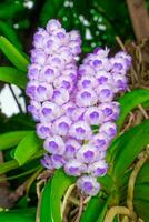 fechar-se roxa orquídea monte, dentro a verde floresta foto