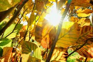 a Sol brilha através a folhas do uma árvore foto