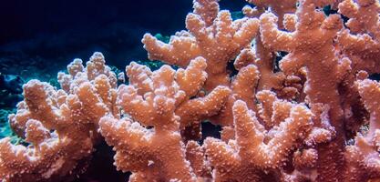 coral embaixo da agua mar embaixo da agua ecossistema turismo mergulho foto
