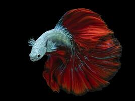 lindo movimento do azul vermelho betta peixe, siamês brigando peixe, betta splendens isolado em Preto fundo. foto