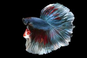 lindo movimento do azul vermelho betta peixe, siamês brigando peixe, betta splendens isolado em Preto fundo. estúdio tomada. foto