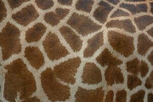 lindo padronizar do girafa pele para fundo. foto