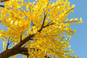 fechar acima do outono árvore com amarelo folhas às a azul céu fundo foto