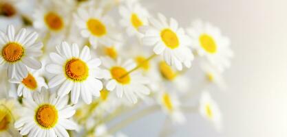 margaridas branco flores em uma branco fundo minimalista foto
