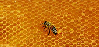 favo de mel querida abelhas pólen sucção vespas fechar acima foto macro foto do a inseto