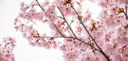 brilhante fundo do cereja flores natureza dentro Japão foto