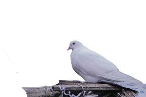 uma Pombo pássaro em pé sozinho em branco fundo. uma Pombo em pé sozinho em Preto de madeira para liberdade dia conceito. foto