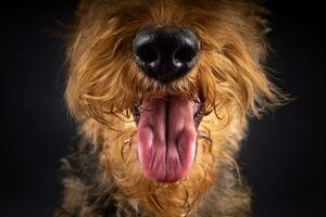 retrato do a airedale terrier dentro fechar-se. foto