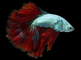 lindo movimento do azul vermelho betta peixe, rítmico fechar acima do siamês brigando peixe, betta esplendor, meia-lua betta do Tailândia em Preto fundo. foto