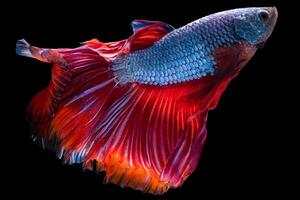 lindo movimento do azul vermelho betta peixe, siamês brigando peixe, betta splendens isolado em Preto fundo. estúdio tomada. foto