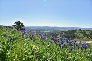 roxa flores Campos às huon Colina tenha cuidado parques espetacular Visualizações do lago hum, a kiewa vale, a alpino região, murray e kiewa rios, e albury e wodonga. foto