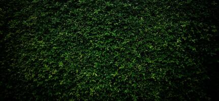 verde Relva textura, verde Relva desatado textura, panorâmico bandeira fundo, verde folhas fundo foto
