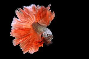 lindo movimento do vermelho betta peixe, chique meia-lua beta, a comovente momento lindo do siamês brigando peixe, betta esplendor, rítmico do betta peixe em Preto fundo. foto