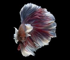 lindo movimento do vermelho branco betta peixe, siamês brigando peixe, betta splendens isolado em Preto fundo. estúdio tomada. foto