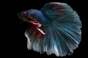 lindo movimento do azul vermelho betta peixe, siamês brigando peixe, betta splendens isolado em Preto fundo. estúdio tomada. foto