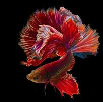 lindo movimento do vermelho siamês brigando peixe, betta esplendor, isolado em Preto fundo. foto
