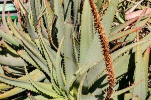 planta de aloe verde foto