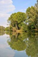 árvores ao longo a lago foto