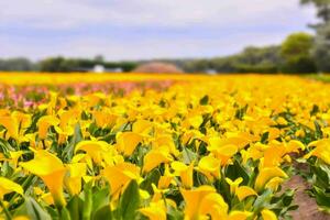 uma campo do amarelo flores foto