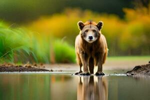 uma Castanho Urso caminhando através uma lago. gerado por IA foto