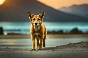 uma cachorro caminhando em a de praia às pôr do sol. gerado por IA foto