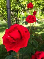 ampla arbusto do vermelho rosas dentro uma parque foto