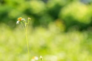 uma solteiro branco flor é em pé dentro a meio do uma campo foto