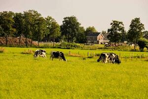 vacas pastar dentro uma campo com uma casa dentro a fundo foto