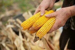 agricultor mãos segurando milho espigas em a milho campo para colheita foto