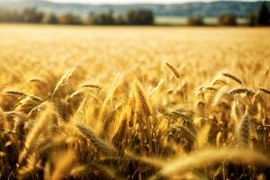 outonal trigo cevada campo às pôr do sol. comercial apelo com amplo texto espaço. ai generativo foto