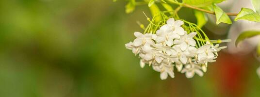 selecionar a foco em a branco flores ramalhete em a esquerda. cópia de espaço em a certo para a Projeto. flores dentro a jardim dentro a dia. ninguém. fechar-se. embaçado branco fundo. foto