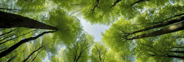 olhando acima às a verde tops do árvores ai gerado foto