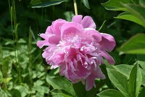 Rosa peônia com bagunçado pétalas florescendo e floração foto