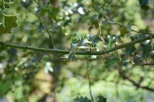 verde azevinho folhas em uma comum azevinho arbusto foto